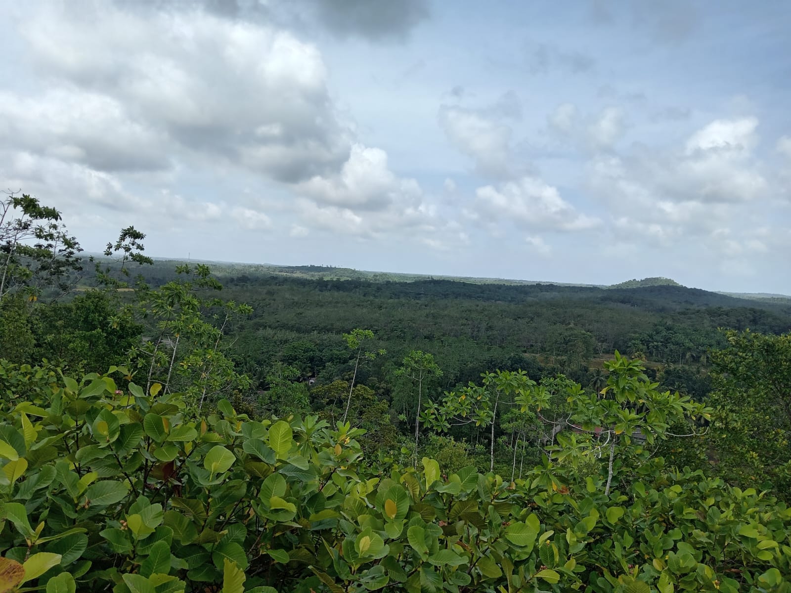 10.75 Acre Land with Rubber Plantation near Welipenna Interchange