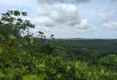 10.75 Acre Land with Rubber Plantation near Welipenna Interchange
