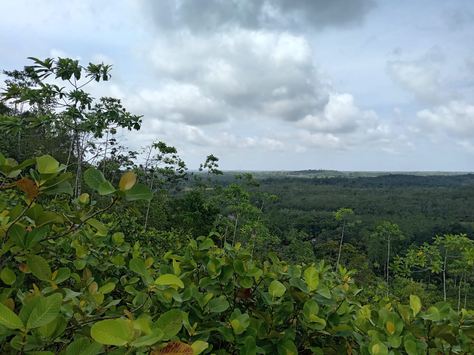 10.75 Acre Land with Rubber Plantation near Welipenna Interchange