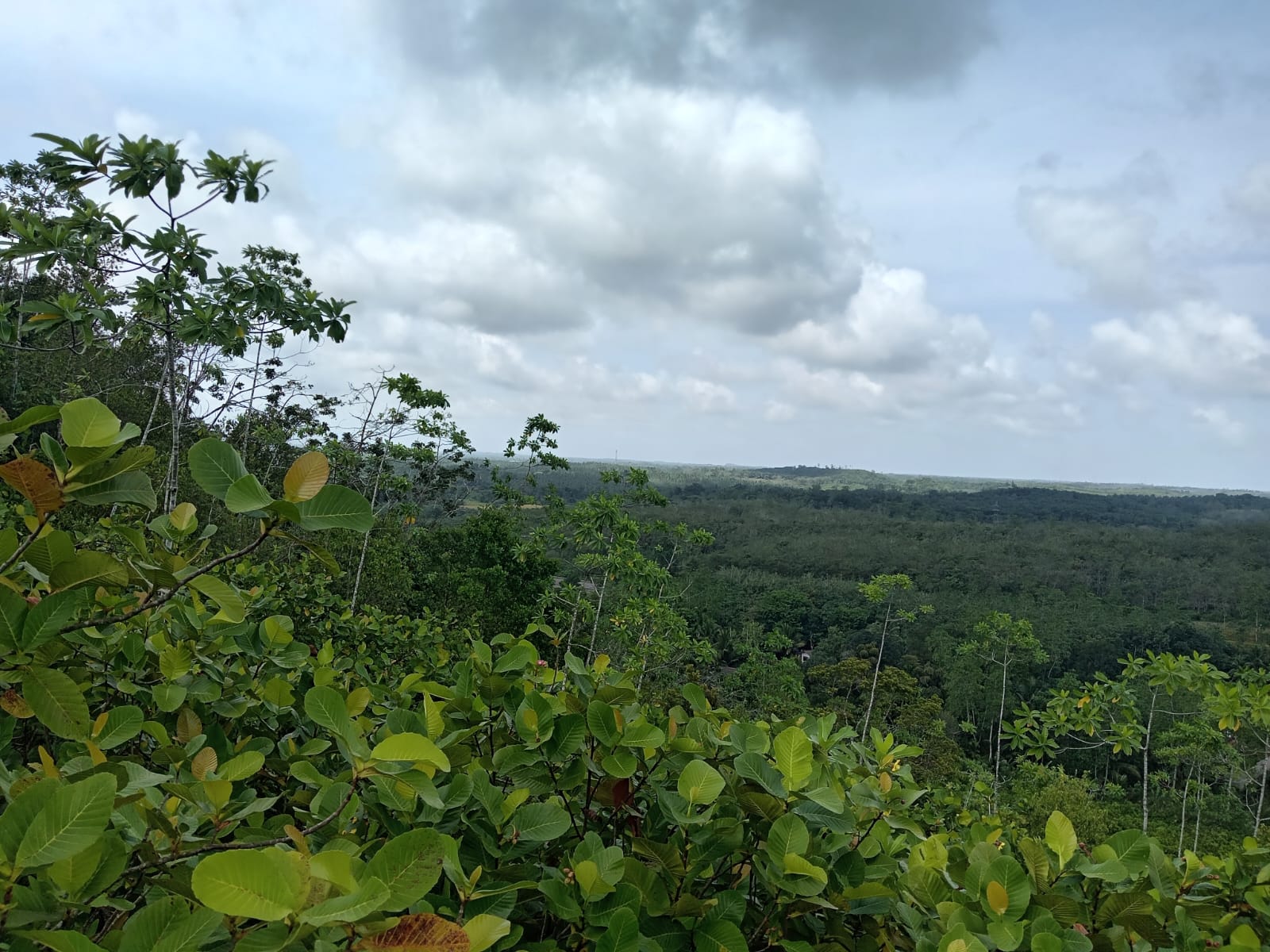 10.75 Acre Land with Rubber Plantation near Welipenna Interchange