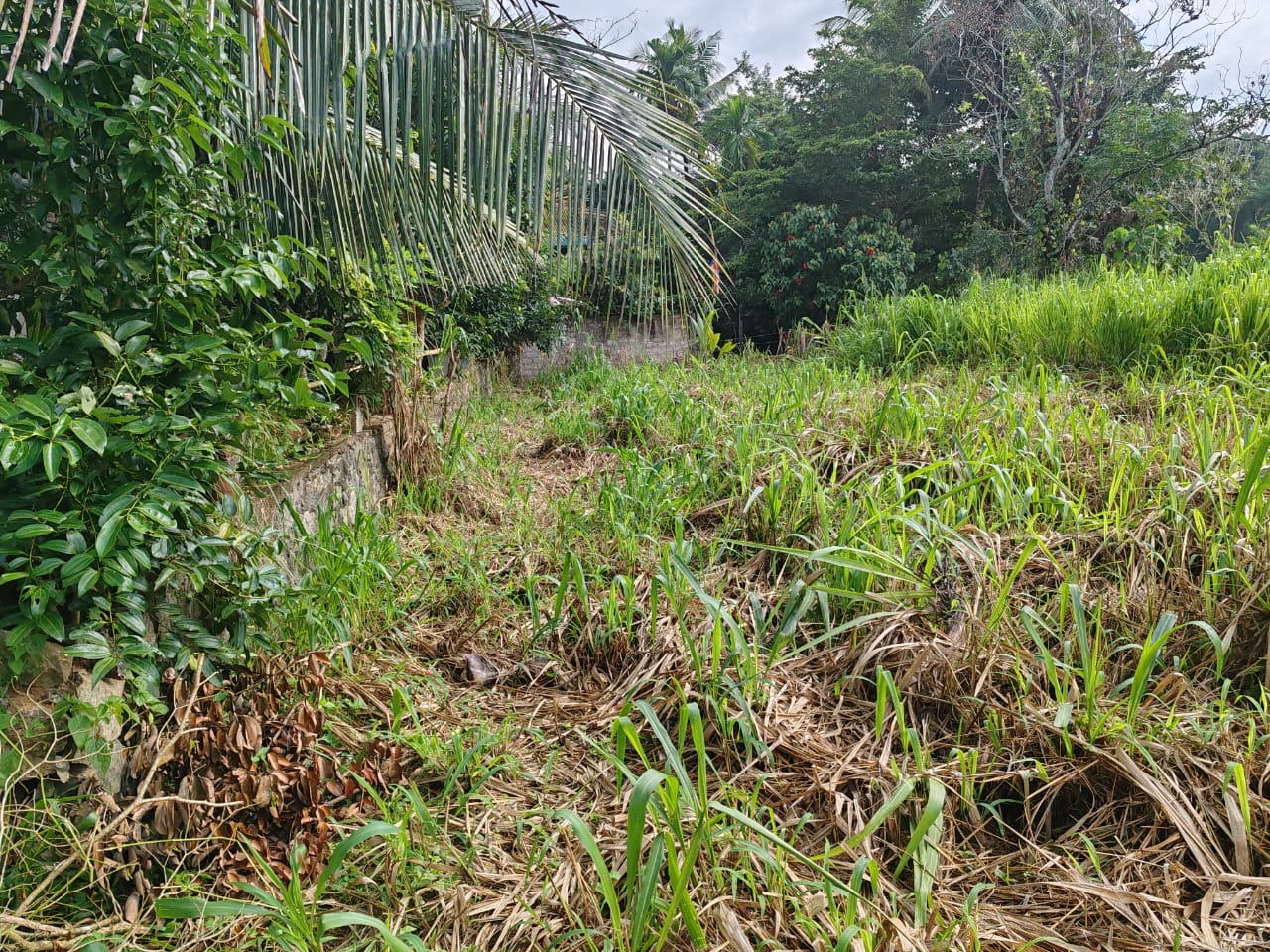 Waterfront land in Pinnawala tourist area is for sale