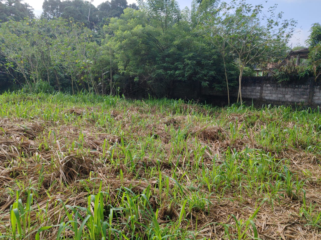 Waterfront land in Pinnawala tourist area is for sale