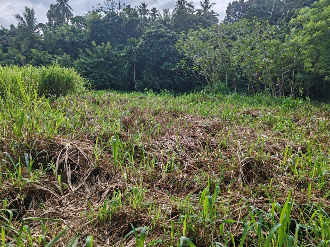 Waterfront land in Pinnawala tourist area is for sale