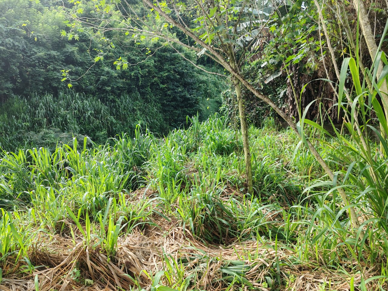 Waterfront land in Pinnawala tourist area is for sale