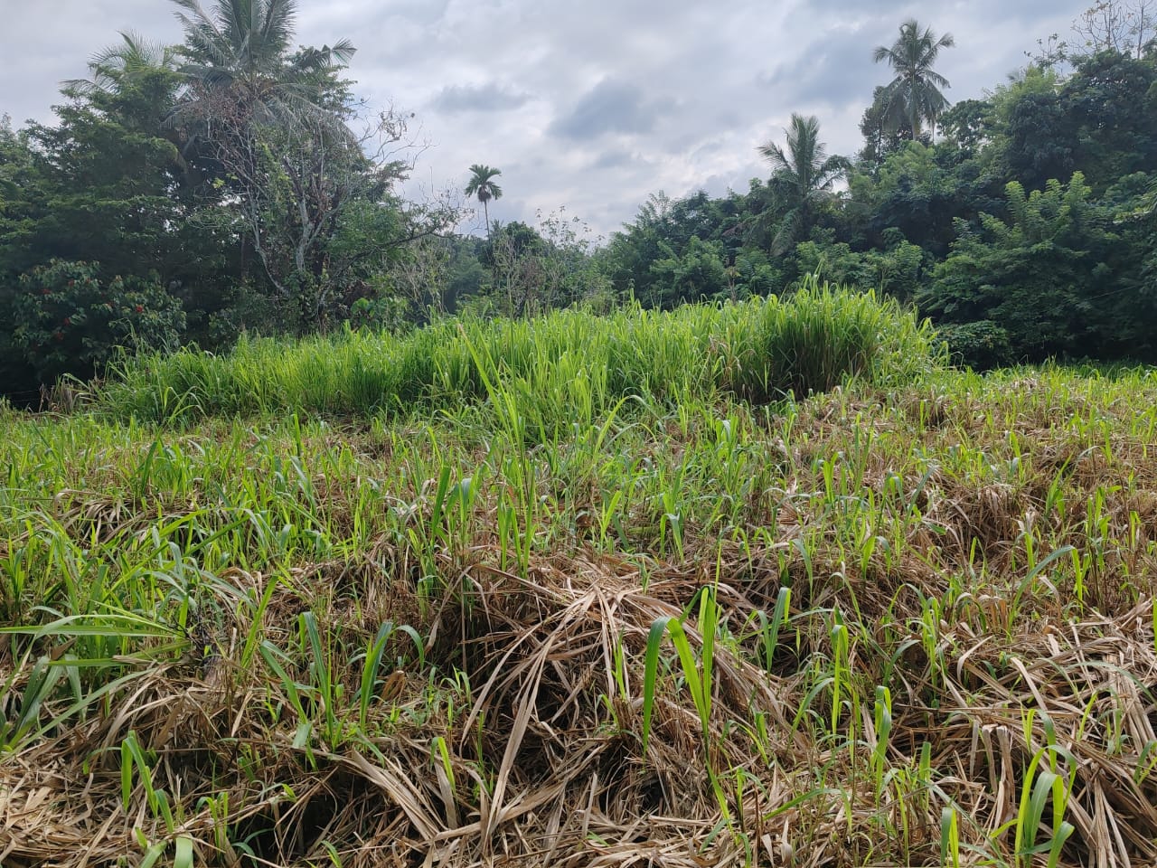 Waterfront land in Pinnawala tourist area is for sale