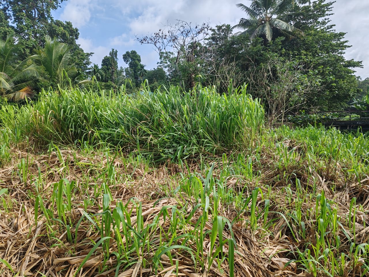 Waterfront land in Pinnawala tourist area is for sale