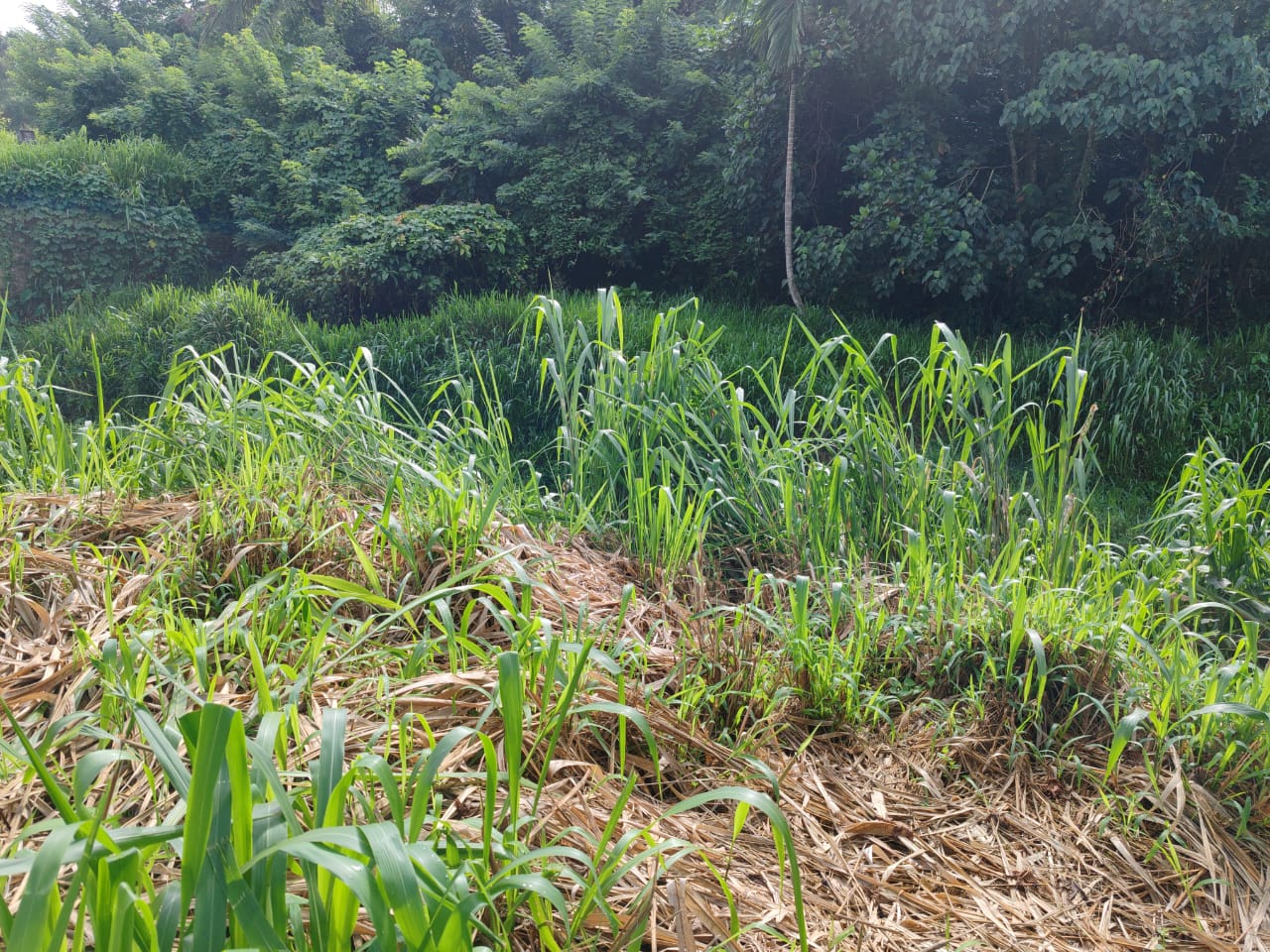 Waterfront land in Pinnawala tourist area is for sale