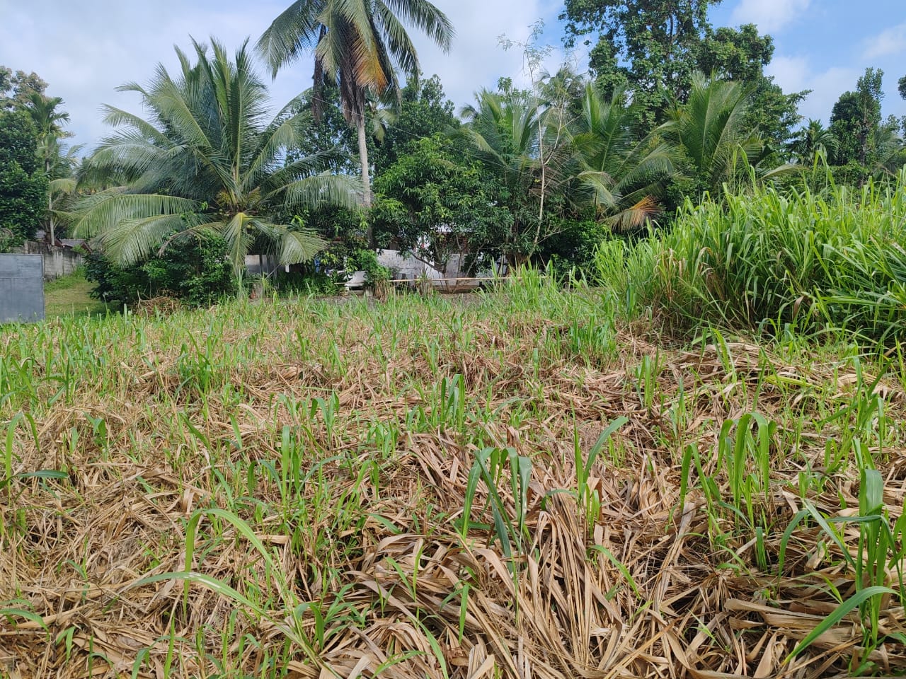 Waterfront land in Pinnawala tourist area is for sale