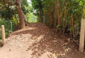 කුරුදු ඉඩමක් පර්.33.5 Matara
