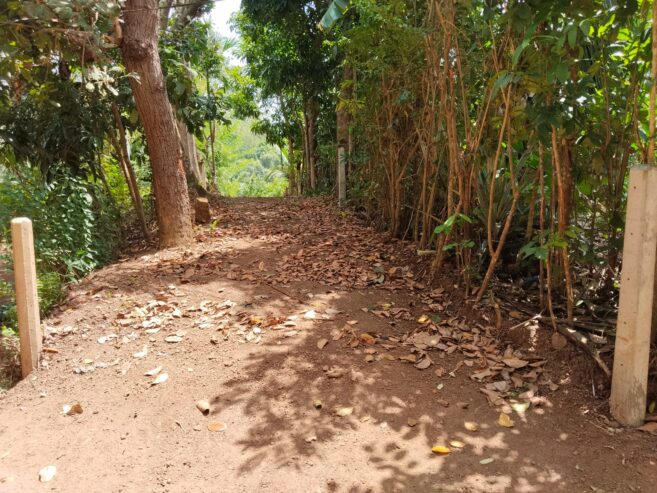 කුරුදු ඉඩමක් පර්.33.5 Matara