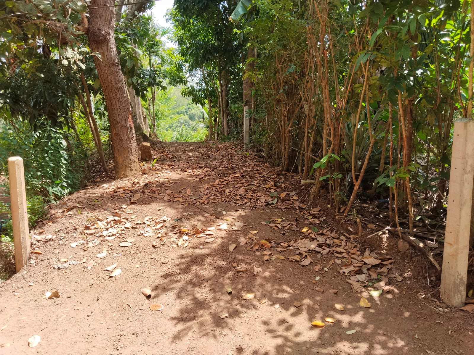 කුරුදු ඉඩමක් පර්.33.5 Matara