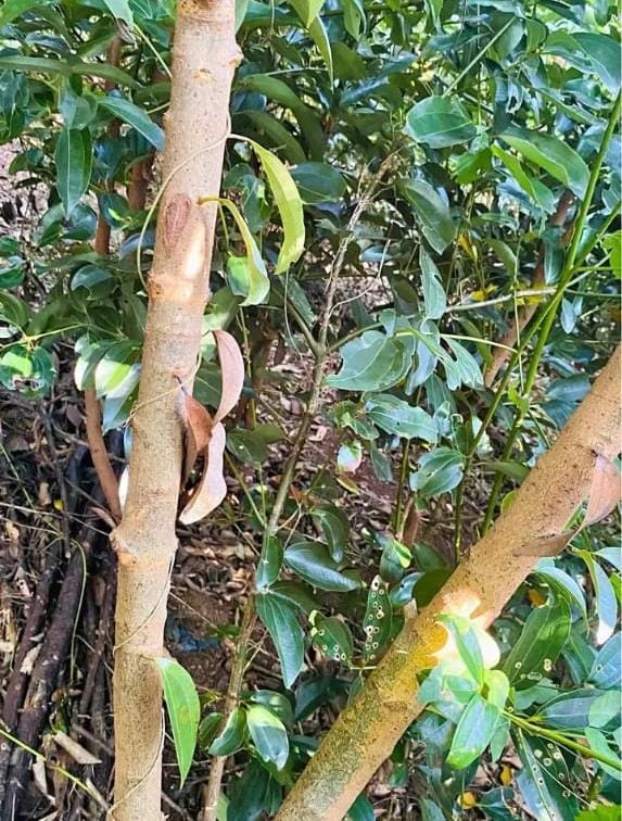 කුරුදු ඉඩමක් පර්.33.5 Matara