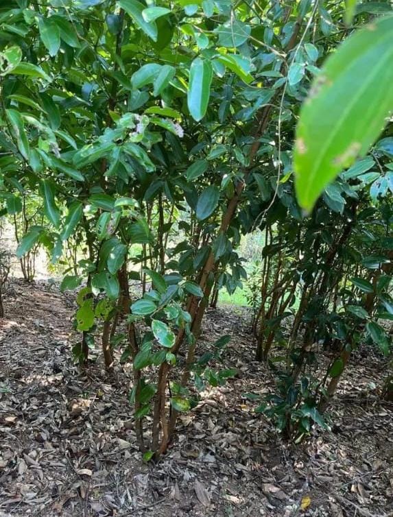 කුරුදු ඉඩමක් පර්.33.5 Matara