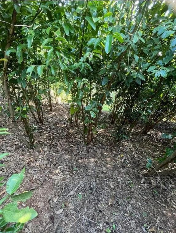 කුරුදු ඉඩමක් පර්.33.5 Matara