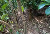 කුරුදු ඉඩමක් පර්.33.5 Matara