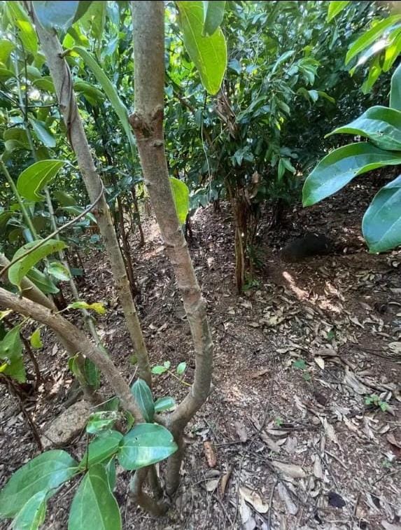 කුරුදු ඉඩමක් පර්.33.5 Matara