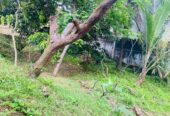 Land for Sale Thalapathpitiya