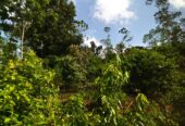 ඇල්පිටියෙන් කුරුඳු ඉඩමක් සමග කාමර 5ක නිවසක්