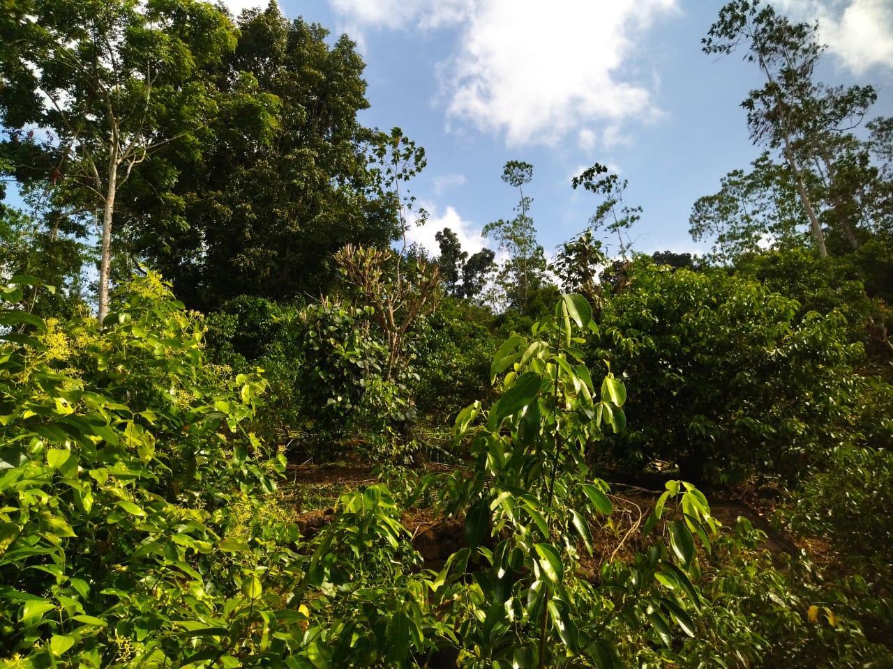 ඇල්පිටියෙන් කුරුඳු ඉඩමක් සමග කාමර 5ක නිවසක්