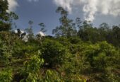 ඇල්පිටියෙන් කුරුඳු ඉඩමක් සමග කාමර 5ක නිවසක්