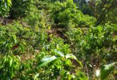 ඇල්පිටියෙන් කුරුඳු ඉඩමක් සමග කාමර 5ක නිවසක්