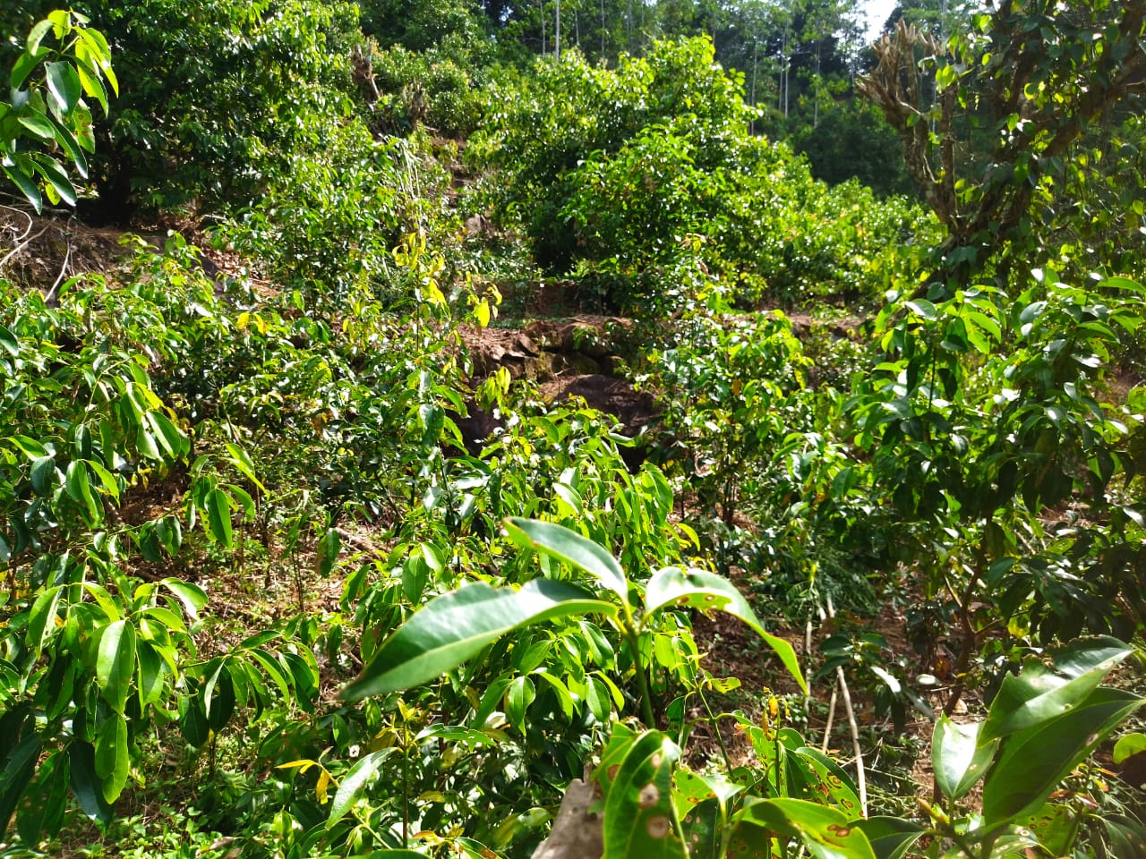 ඇල්පිටියෙන් කුරුඳු ඉඩමක් සමග කාමර 5ක නිවසක්