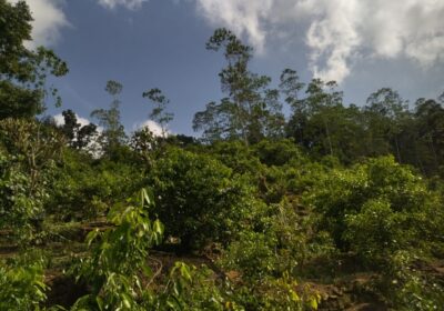 ඇල්පිටියෙන් කුරුඳු ඉඩමක් සමග කාමර 5ක නිවසක්