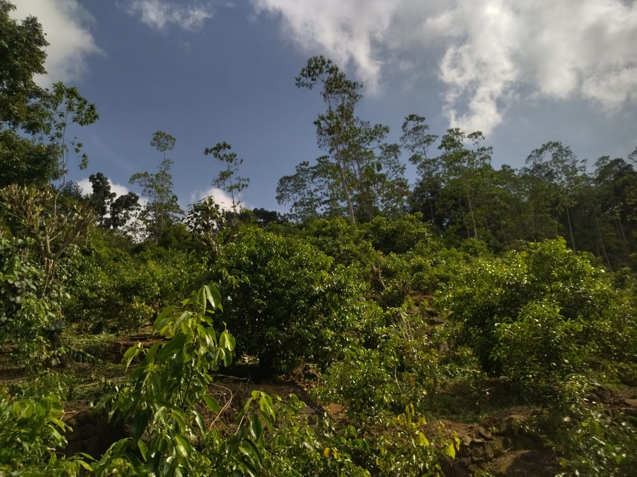 ඇල්පිටියෙන් කුරුඳු ඉඩමක් සමග කාමර 5ක නිවසක්