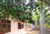 ඇල්පිටියෙන් කුරුඳු ඉඩමක් සමග කාමර 5ක නිවසක්