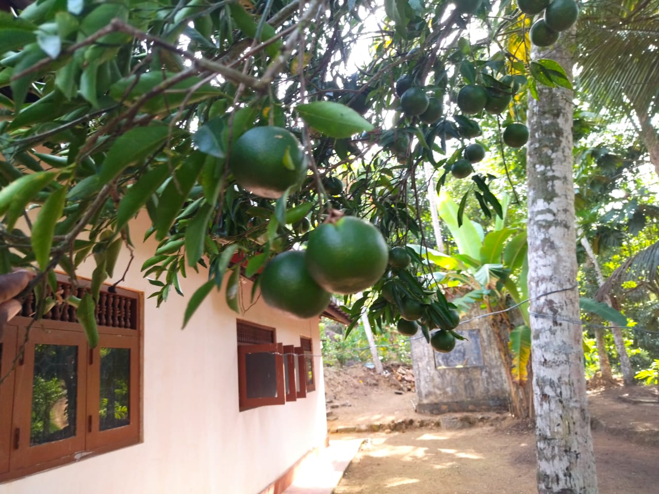 ඇල්පිටියෙන් කුරුඳු ඉඩමක් සමග කාමර 5ක නිවසක්