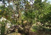 ඇල්පිටියෙන් කුරුඳු ඉඩමක් සමග කාමර 5ක නිවසක්
