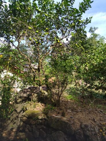 ඇල්පිටියෙන් කුරුඳු ඉඩමක් සමග කාමර 5ක නිවසක්