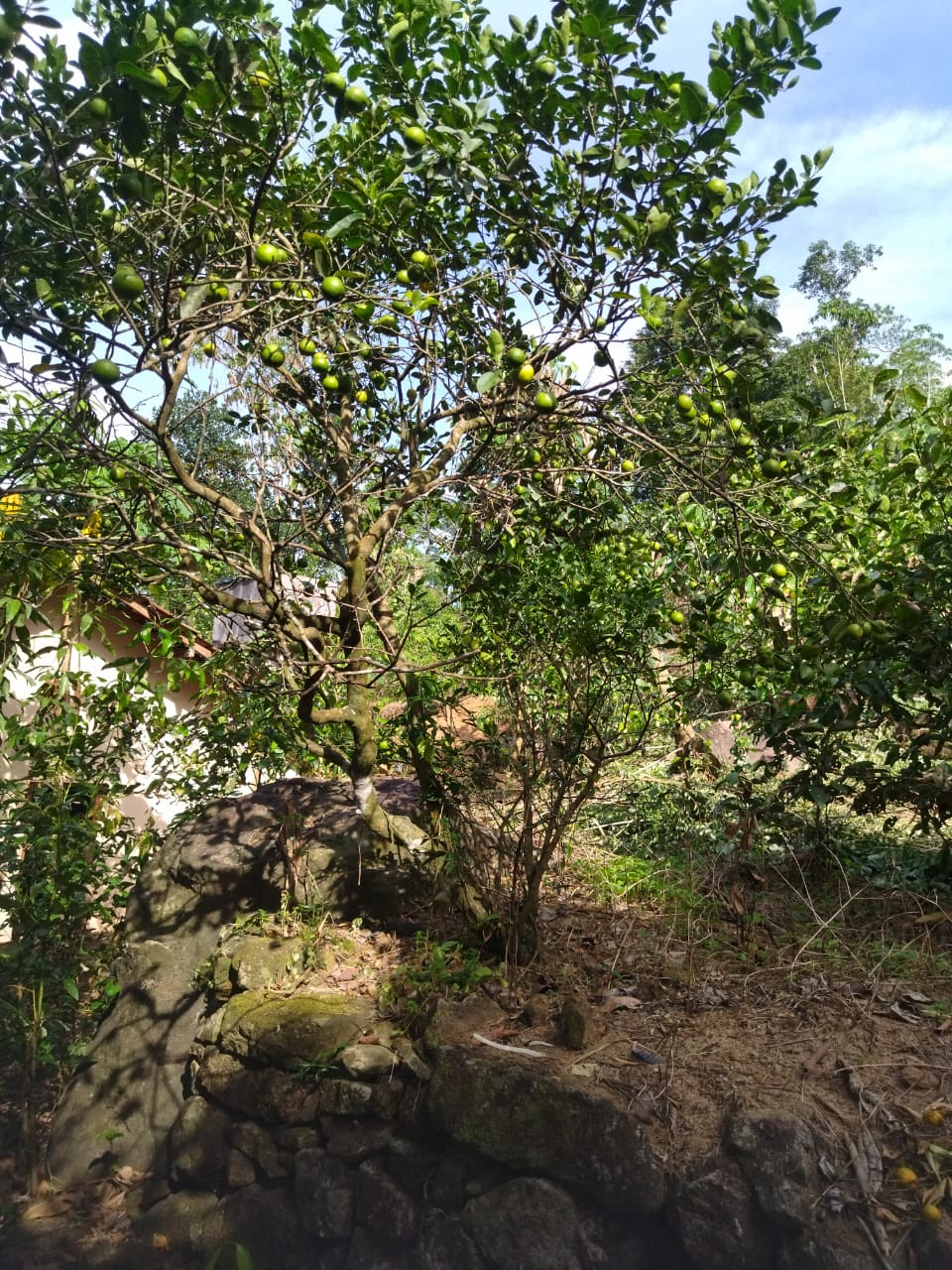 ඇල්පිටියෙන් කුරුඳු ඉඩමක් සමග කාමර 5ක නිවසක්