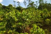 ඇල්පිටියෙන් කුරුඳු ඉඩමක් සමග කාමර 5ක නිවසක්