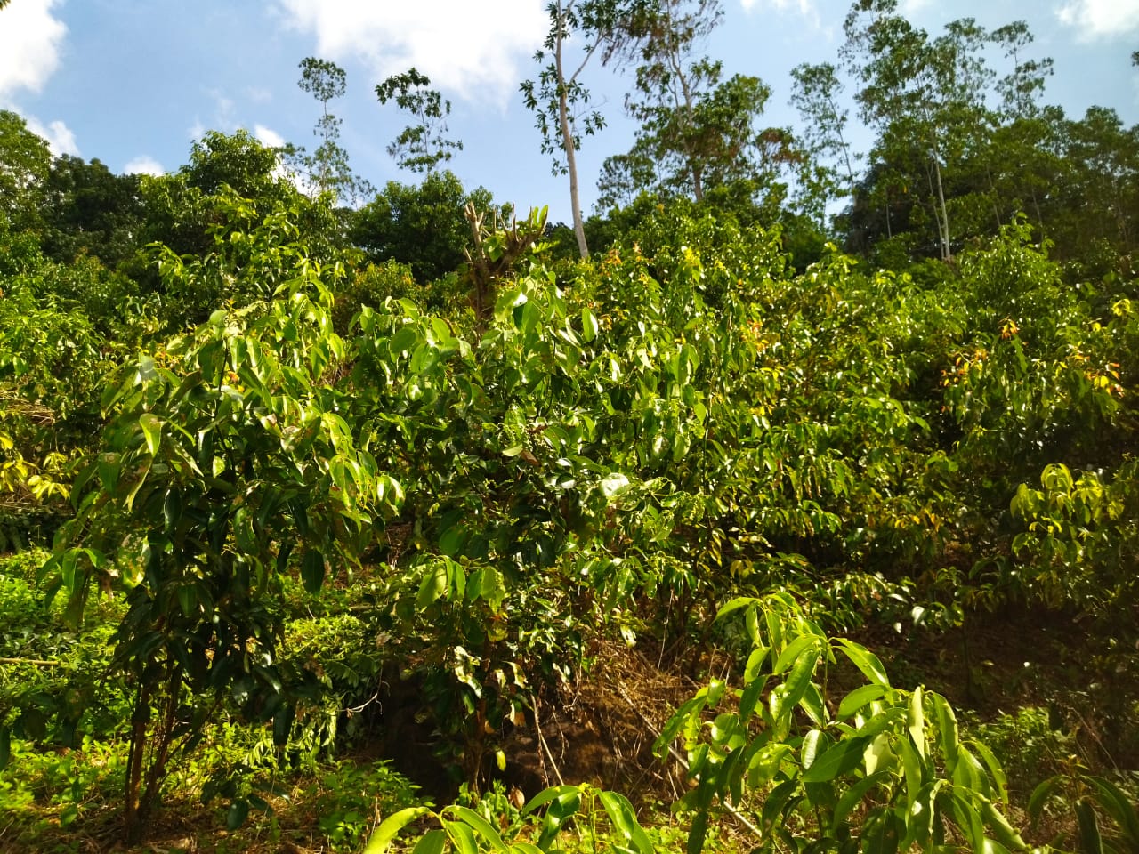 ඇල්පිටියෙන් කුරුඳු ඉඩමක් සමග කාමර 5ක නිවසක්