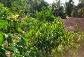 ඇල්පිටියෙන් කුරුඳු ඉඩමක් සමග කාමර 5ක නිවසක්