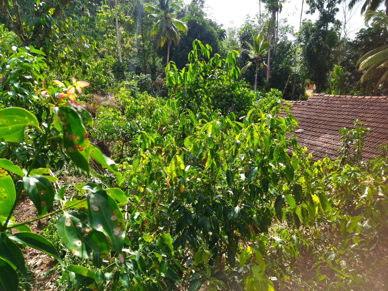 ඇල්පිටියෙන් කුරුඳු ඉඩමක් සමග කාමර 5ක නිවසක්