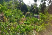 ඇල්පිටියෙන් කුරුඳු ඉඩමක් සමග කාමර 5ක නිවසක්