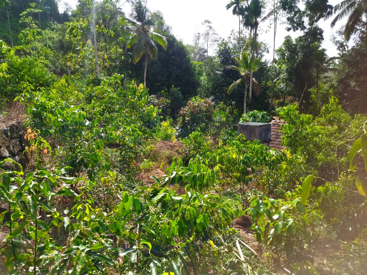 ඇල්පිටියෙන් කුරුඳු ඉඩමක් සමග කාමර 5ක නිවසක්