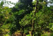 ඇල්පිටියෙන් කුරුඳු ඉඩමක් සමග කාමර 5ක නිවසක්