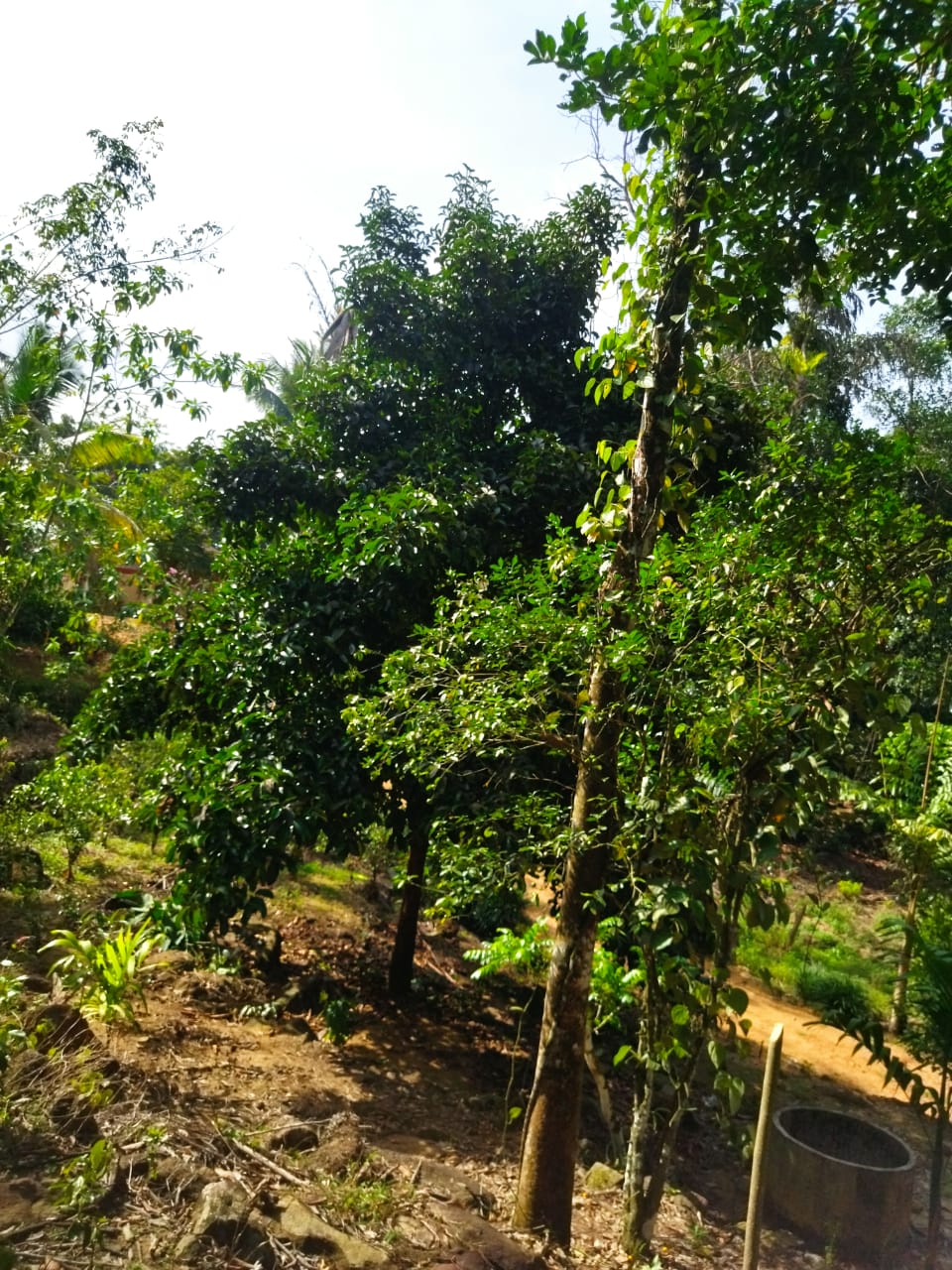 ඇල්පිටියෙන් කුරුඳු ඉඩමක් සමග කාමර 5ක නිවසක්