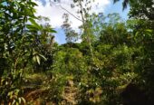 ඇල්පිටියෙන් කුරුඳු ඉඩමක් සමග කාමර 5ක නිවසක්