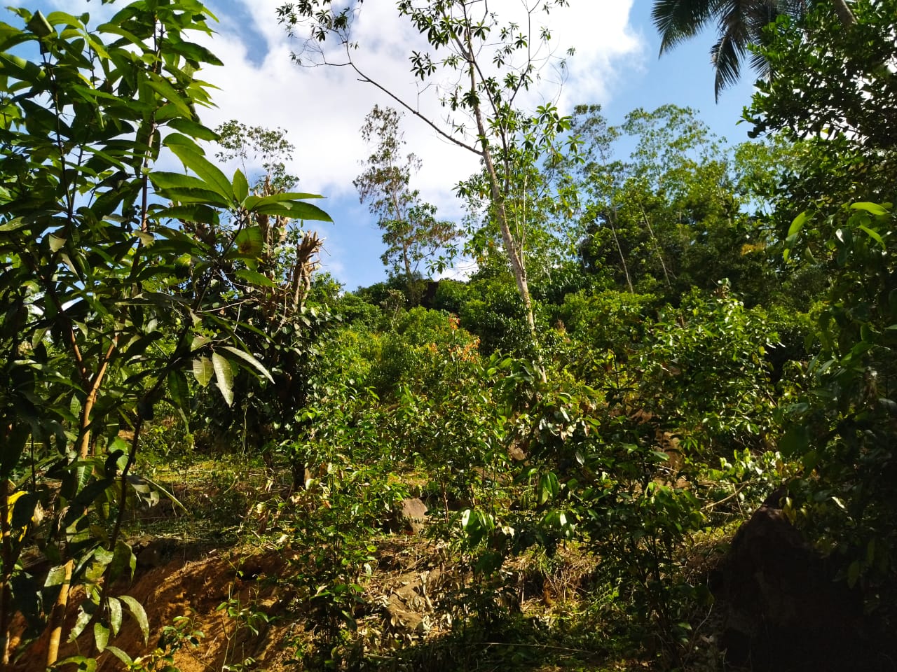 ඇල්පිටියෙන් කුරුඳු ඉඩමක් සමග කාමර 5ක නිවසක්