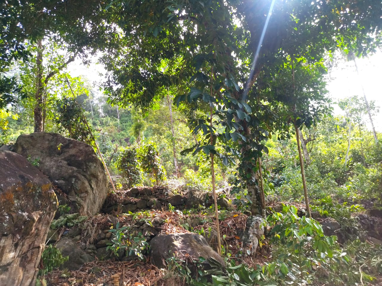 ඇල්පිටියෙන් කුරුඳු ඉඩමක් සමග කාමර 5ක නිවසක්