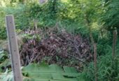 Residential Land for Sale in Kengalla