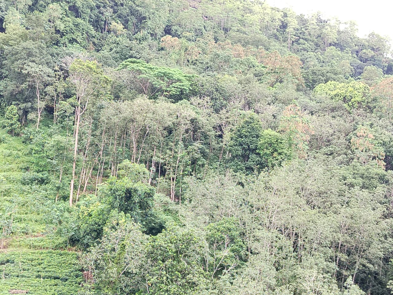 Land for sale Yatanwala