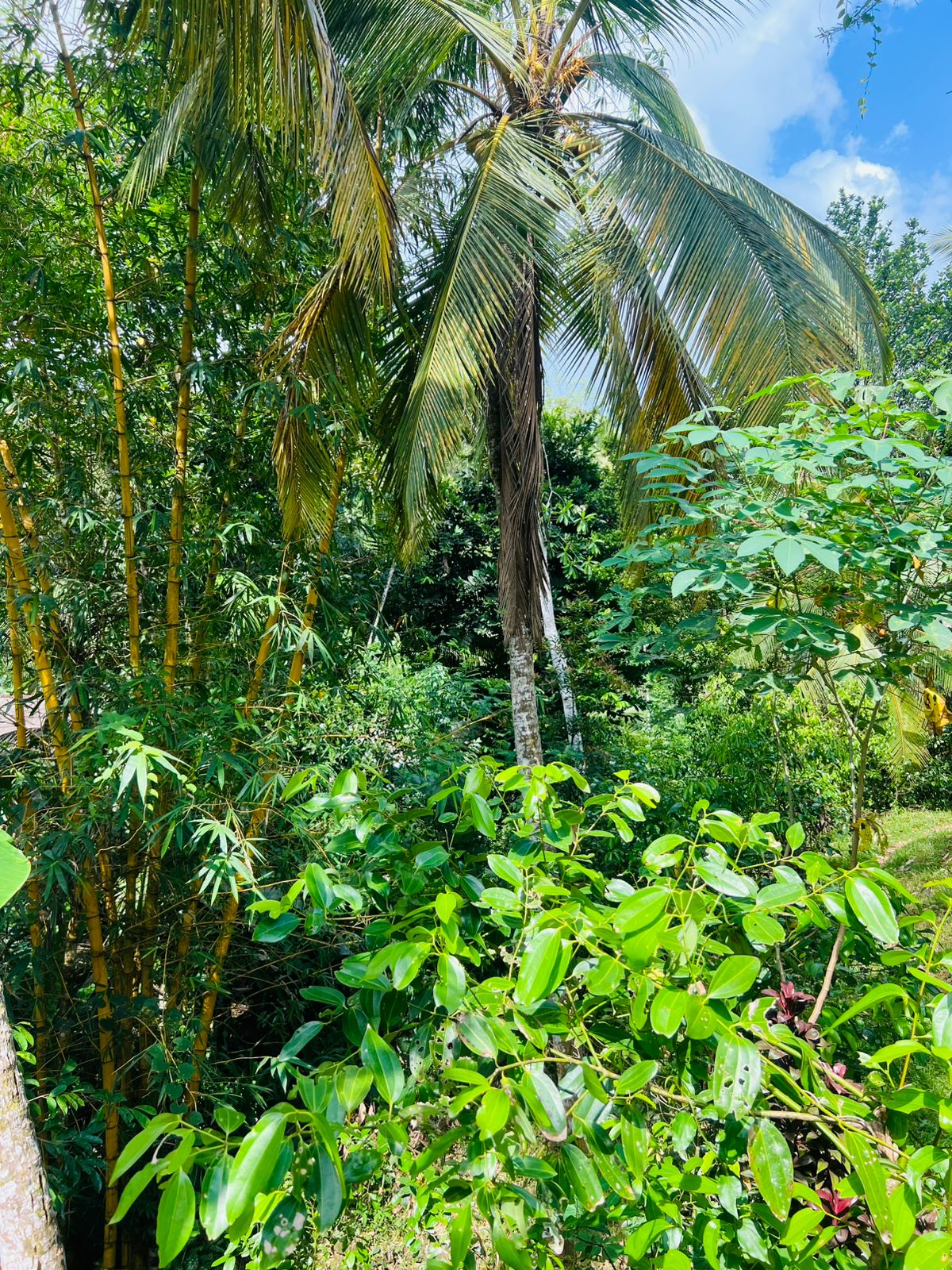 Land for Sale in Akuressa