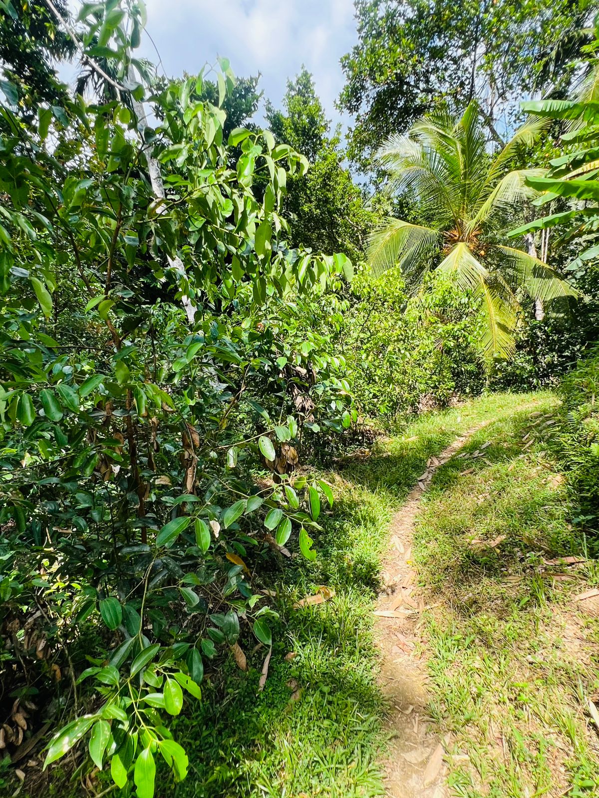 Land for Sale in Akuressa