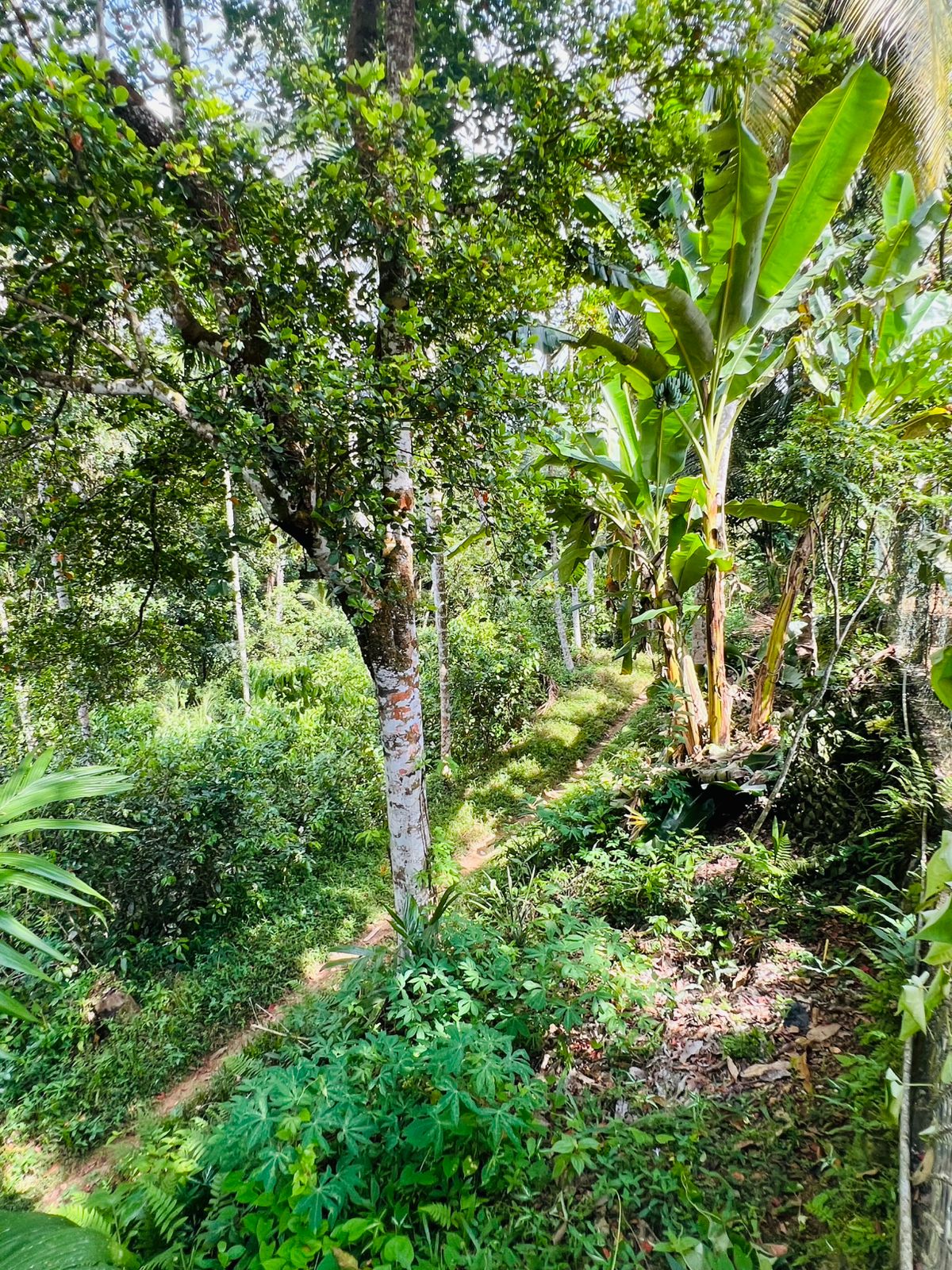 Land for Sale in Akuressa