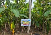 Land For Sale In Kurunegala